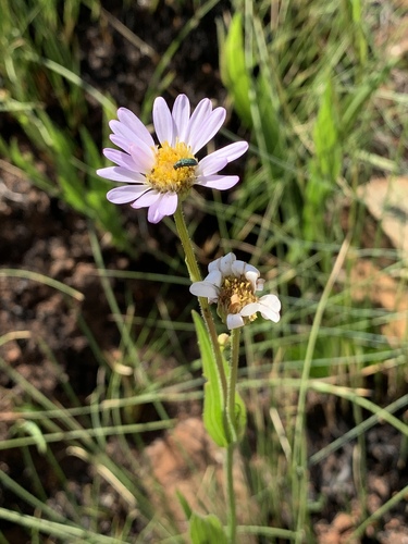 Afroaster serrulatus (Harv.) J.C.Manning & Goldblatt