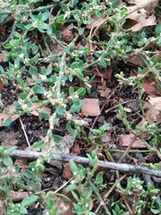 Polygonum aviculare