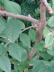 Ulmus
