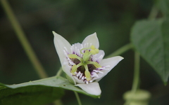 Passiflora sicyoides
