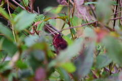 Carpodacus formosanus