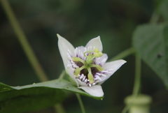 Passiflora sicyoides