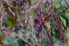 Carpodacus formosanus