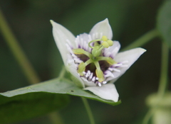 Passiflora sicyoides