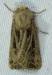 Agrotis gladiaria