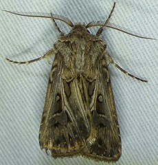 Agrotis gladiaria