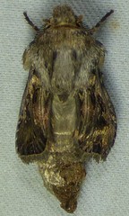 Agrotis gladiaria