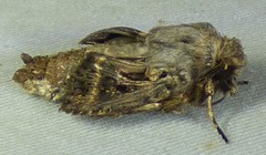 Agrotis gladiaria