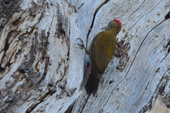 Chloropicus griseocephalus