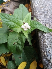 Ageratina altissima
