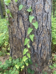 Smilax californica