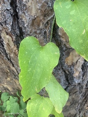 Smilax californica