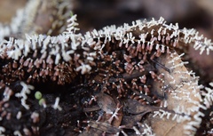 Stemonitopsis typhina