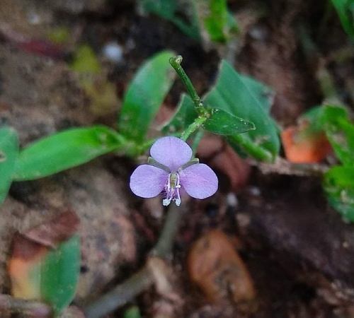 Asiatic dewflower