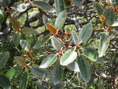 Rhododendron hyperythrum