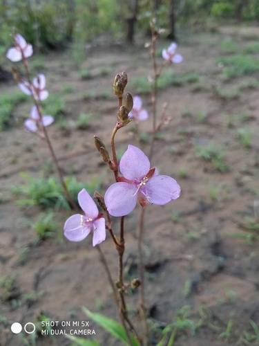 Murdannia edulis
