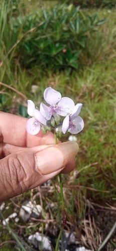 Murdannia gigantea