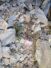Epilobium nankotaizanense