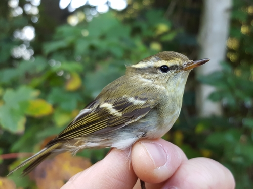 Yellow-browed Warbler, Texion, 1796 MP De Koog, Nederland, photo 6 of 10