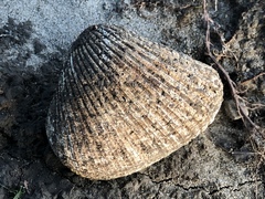 Noetia