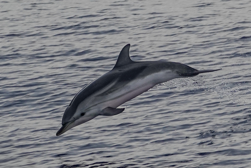 Striped dolphin mid-leap showing bold side stripes