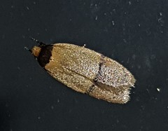 Eulechria hemisphaerica