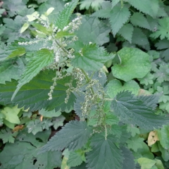 Urtica dioica