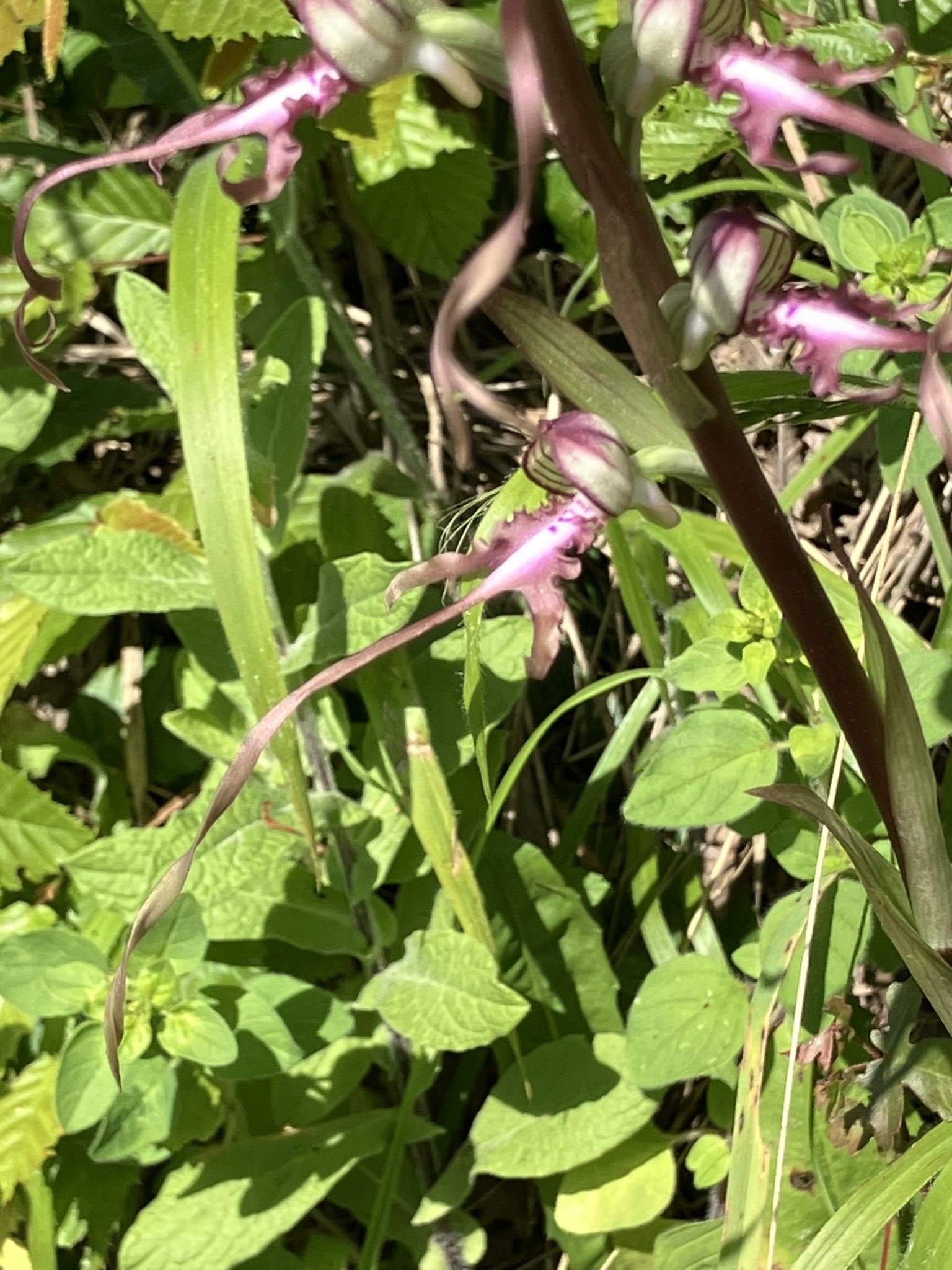 Balkan Lizard Orchid (Himantoglossum calcaratum)