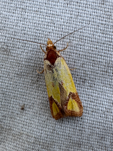 Knapweed Root Moth photo 3