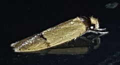 Eulechria hemisphaerica