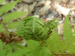 Chirosia grossicauda