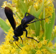 Anoplius depressipes