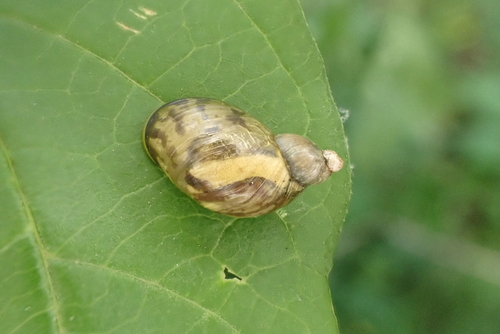 Novisuccinea altaica