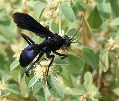 Anoplius depressipes