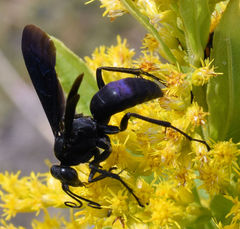Anoplius depressipes