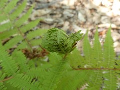Chirosia grossicauda