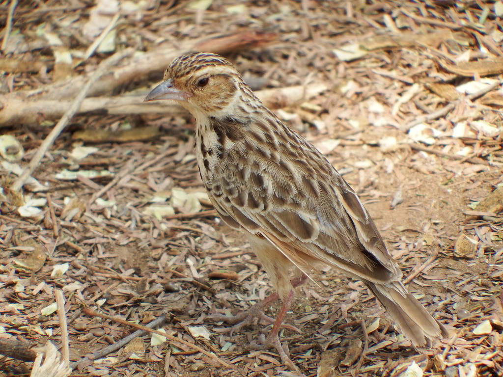 Burmese Bushlark (Plocealauda microptera) photo