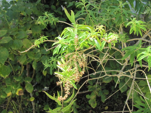 Aloysia citrodora