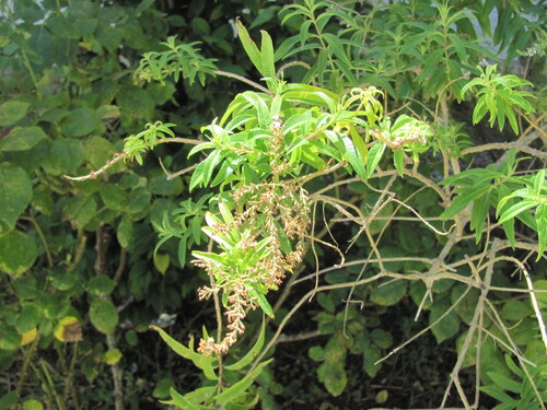 Aloysia citrodora