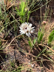 Gerbera viridifolia
