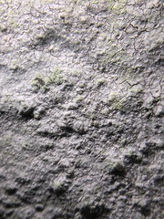 Trapelia placodioides