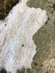 Trapelia placodioides