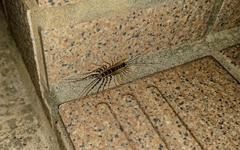 Thereuonema tuberculata