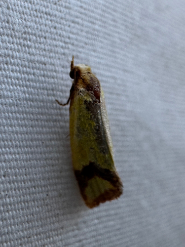 Knapweed Root Moth photo 6
