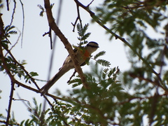 Pericrocotus albifrons