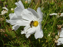 Apis mellifera