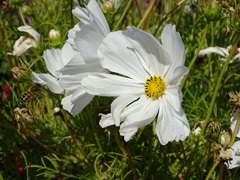 Apis mellifera