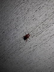 Blattoidae