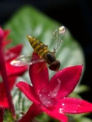 Toxomerus verticalis