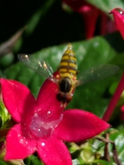 Toxomerus verticalis